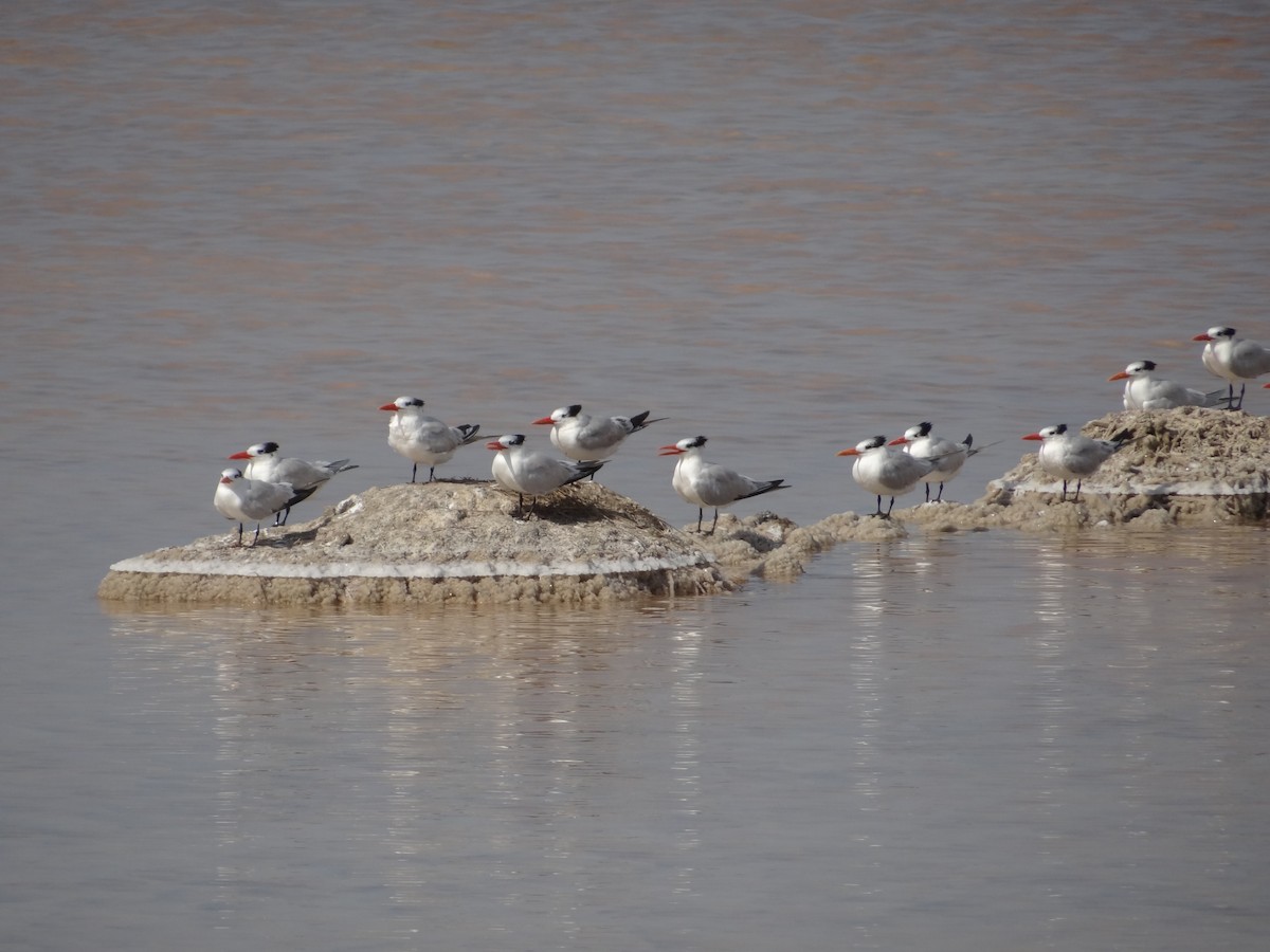 Royal Tern - ML617485709