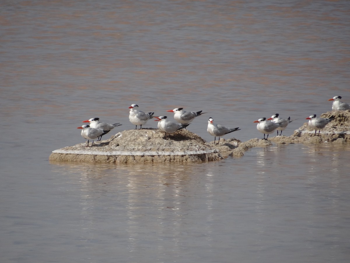 Royal Tern - ML617485710