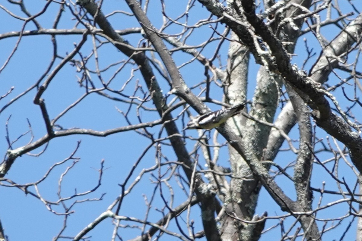 Yellow-bellied Sapsucker - ML617485766