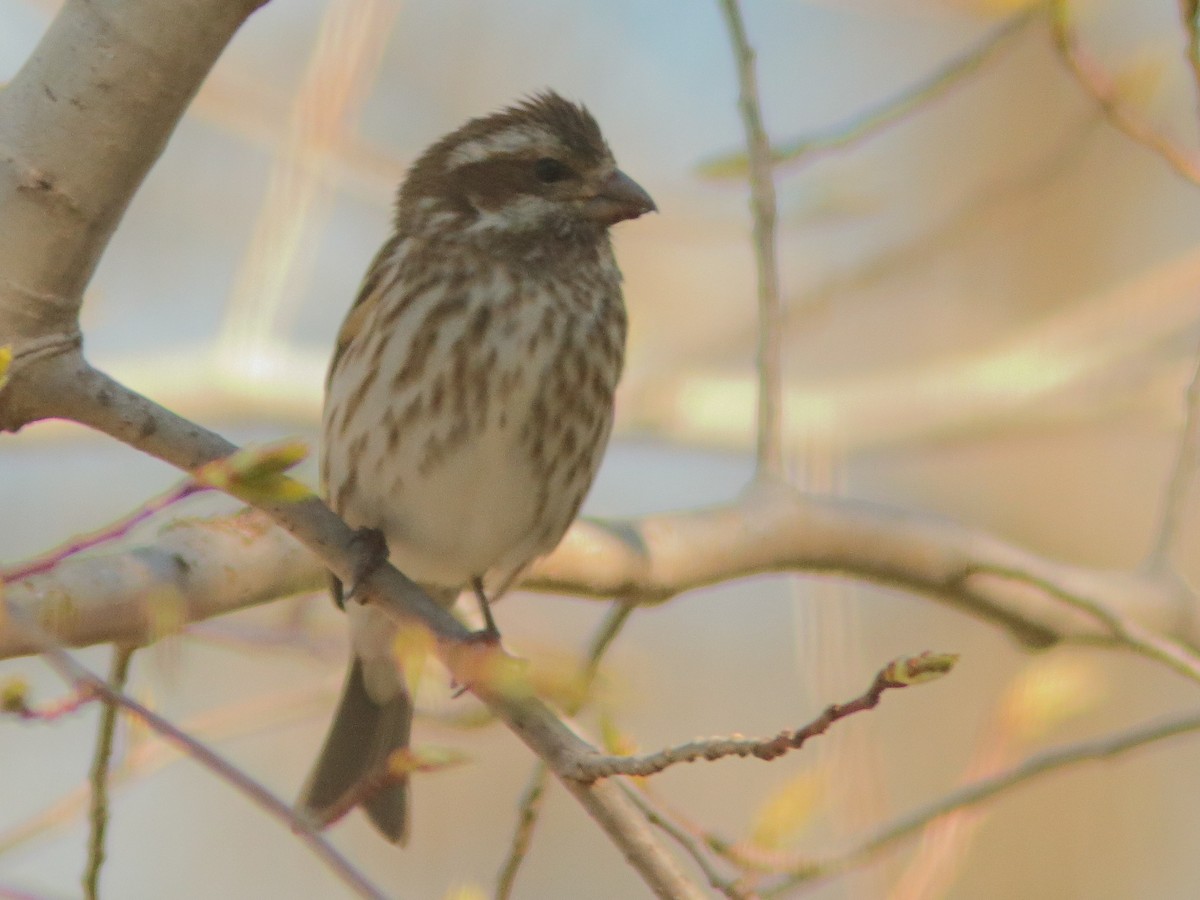 Purple Finch - ML617485767