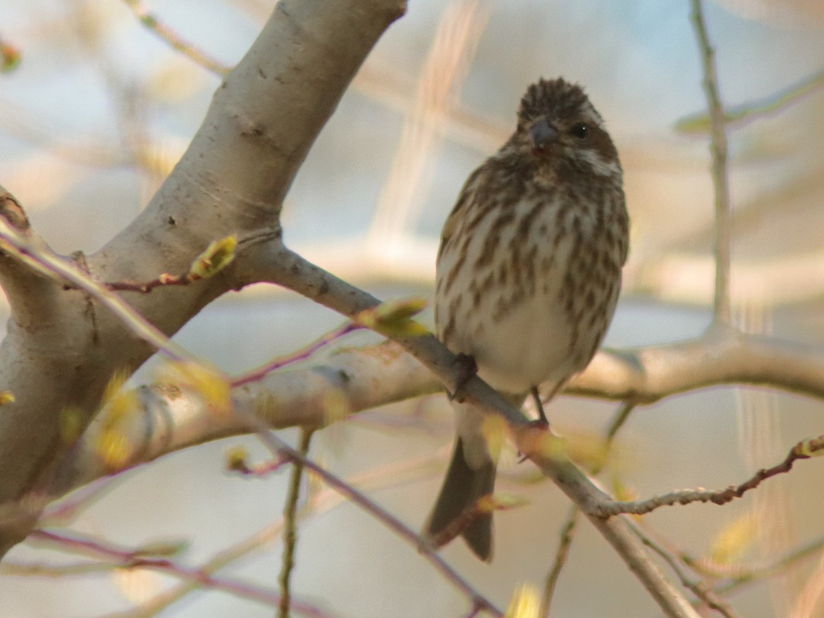 Purple Finch - Kenneth Schneider