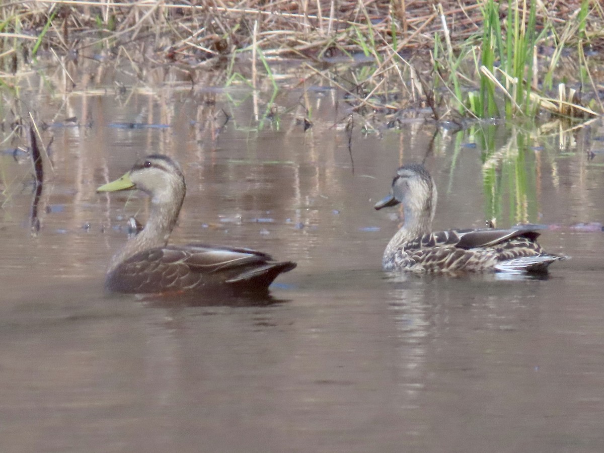 Canard noir - ML617485804