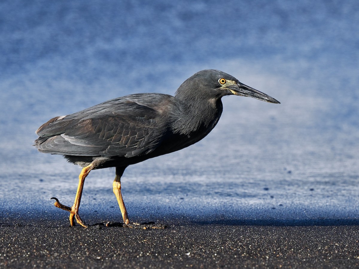 Striated Heron (Galapagos) - ML617485818