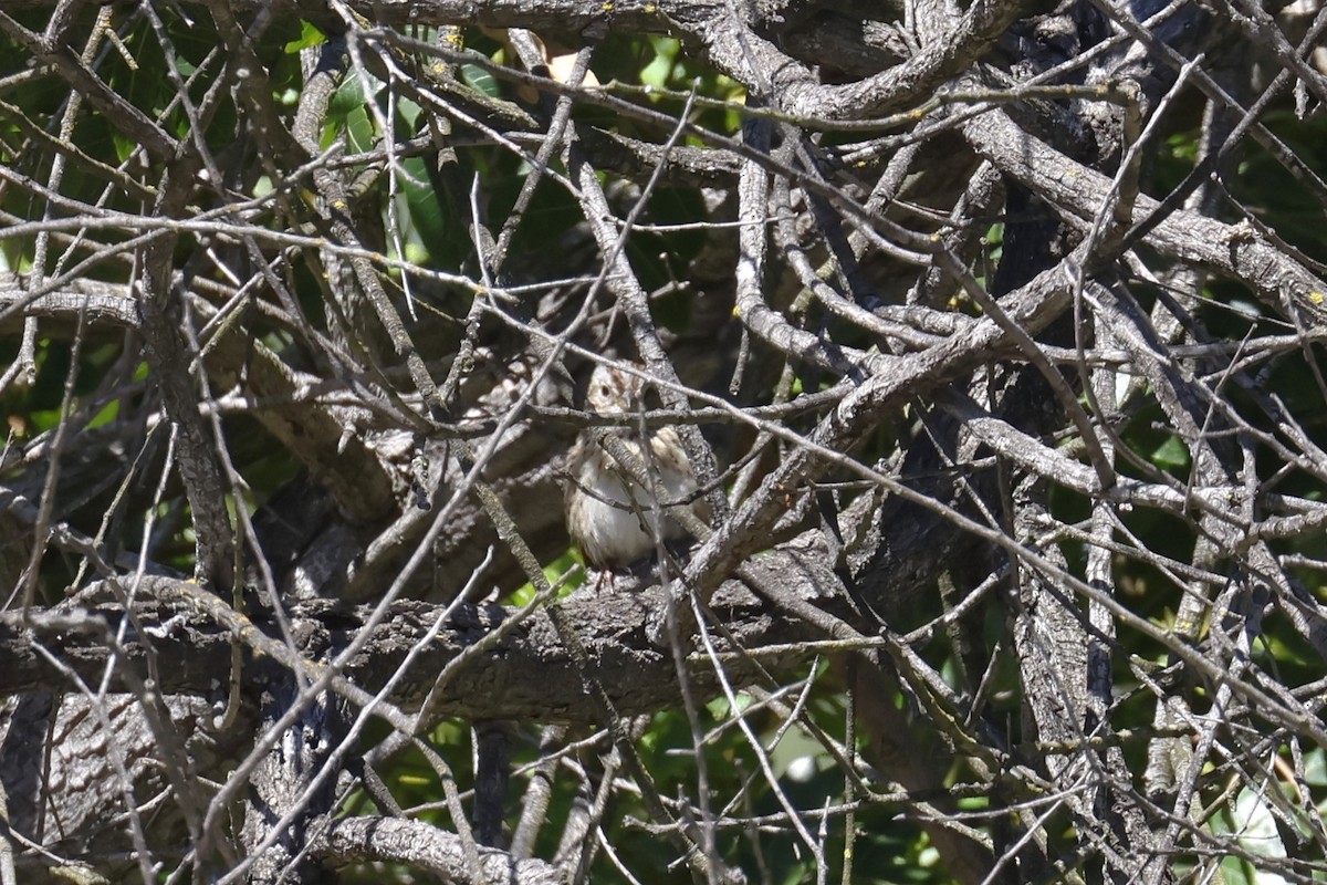 Lincoln's Sparrow - Tom Fangrow