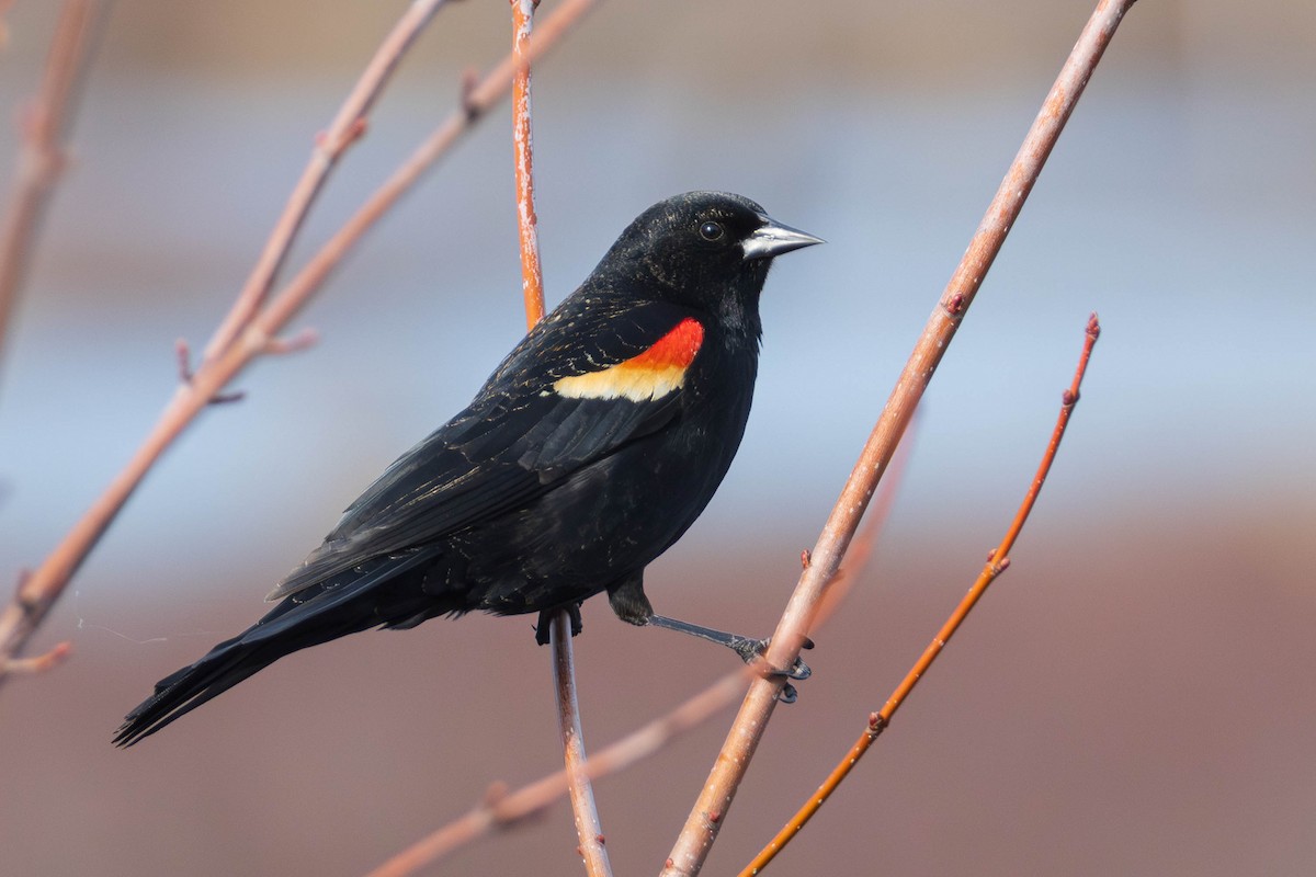 Red-winged Blackbird - Miriam Baril