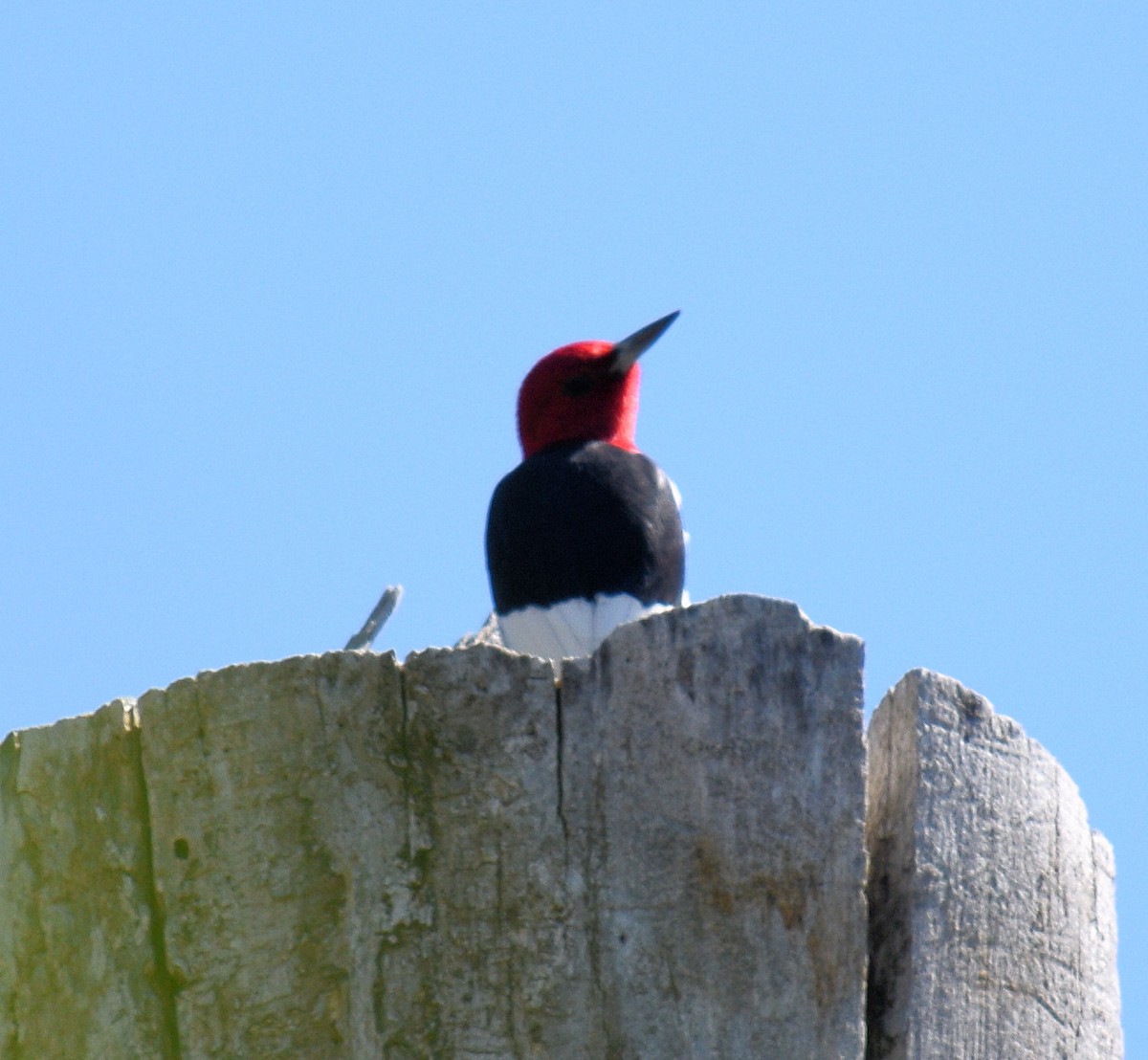 Red-headed Woodpecker - ML617485914