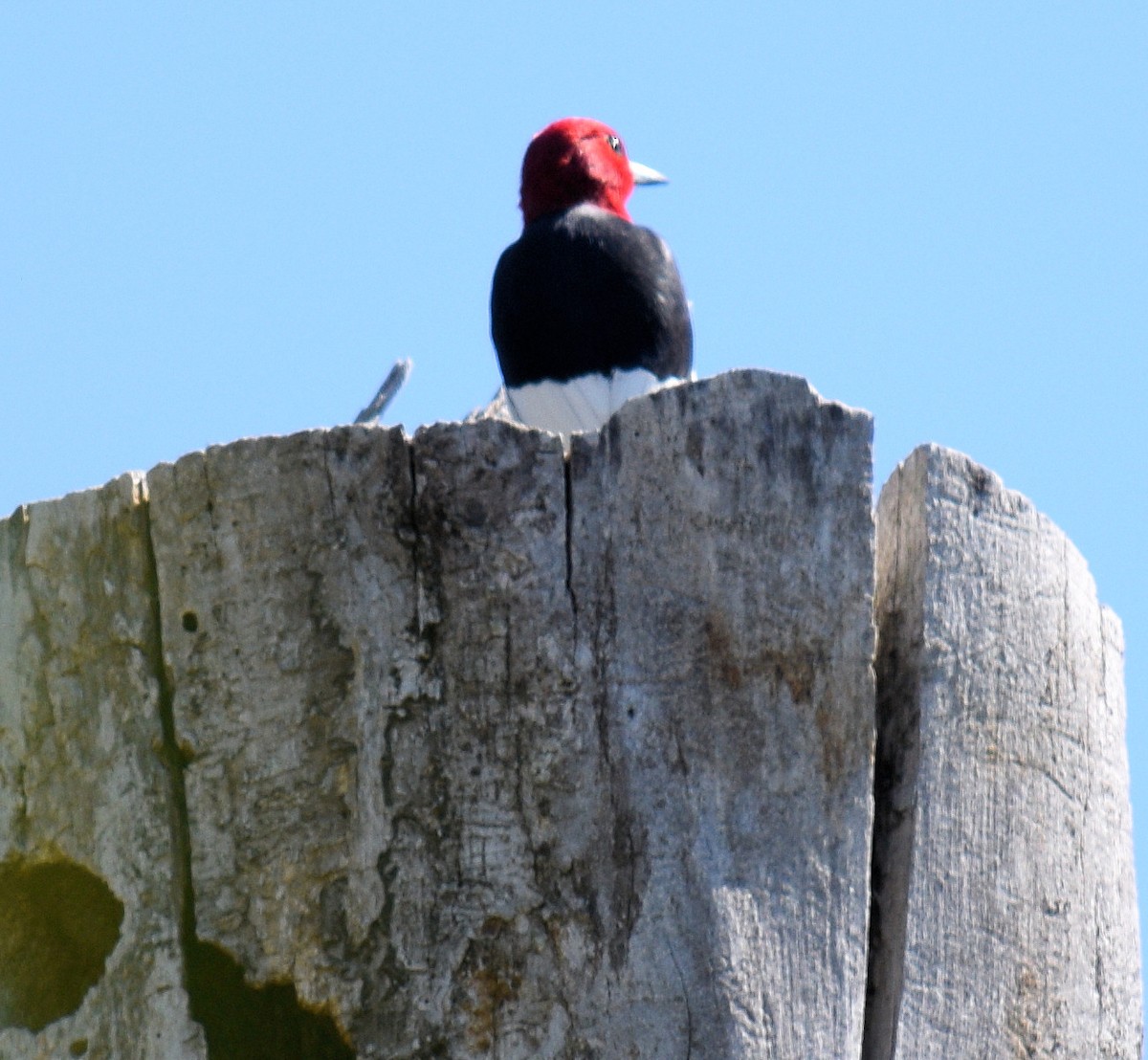 Red-headed Woodpecker - ML617485919