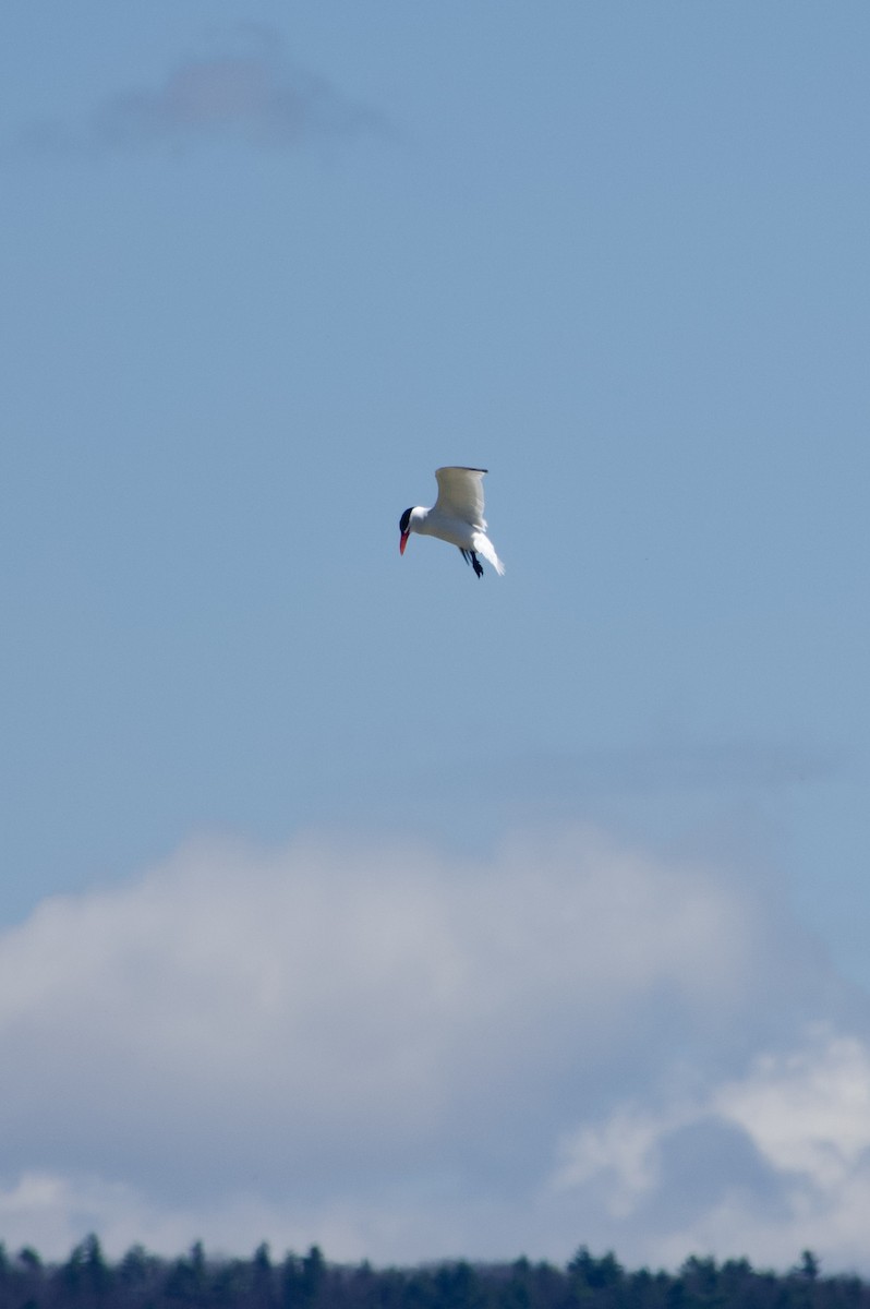 Caspian Tern - ML617485930