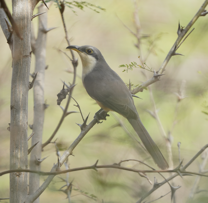 Mangrove Cuckoo - Cristian Bonilla Poveda