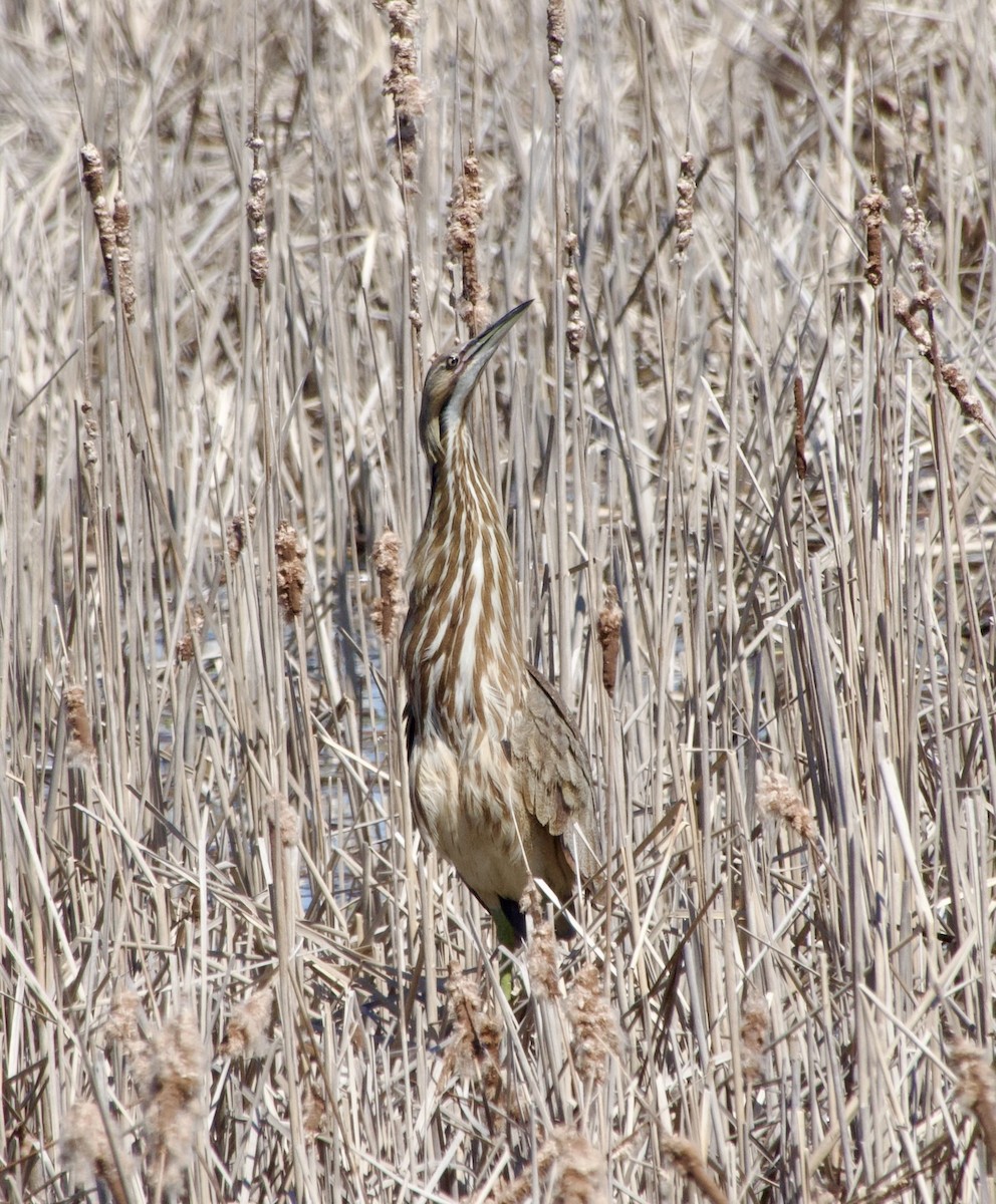 American Bittern - ML617485938