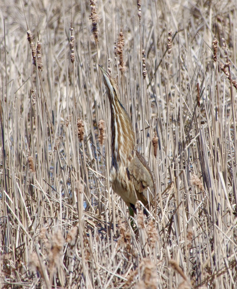 American Bittern - ML617485940