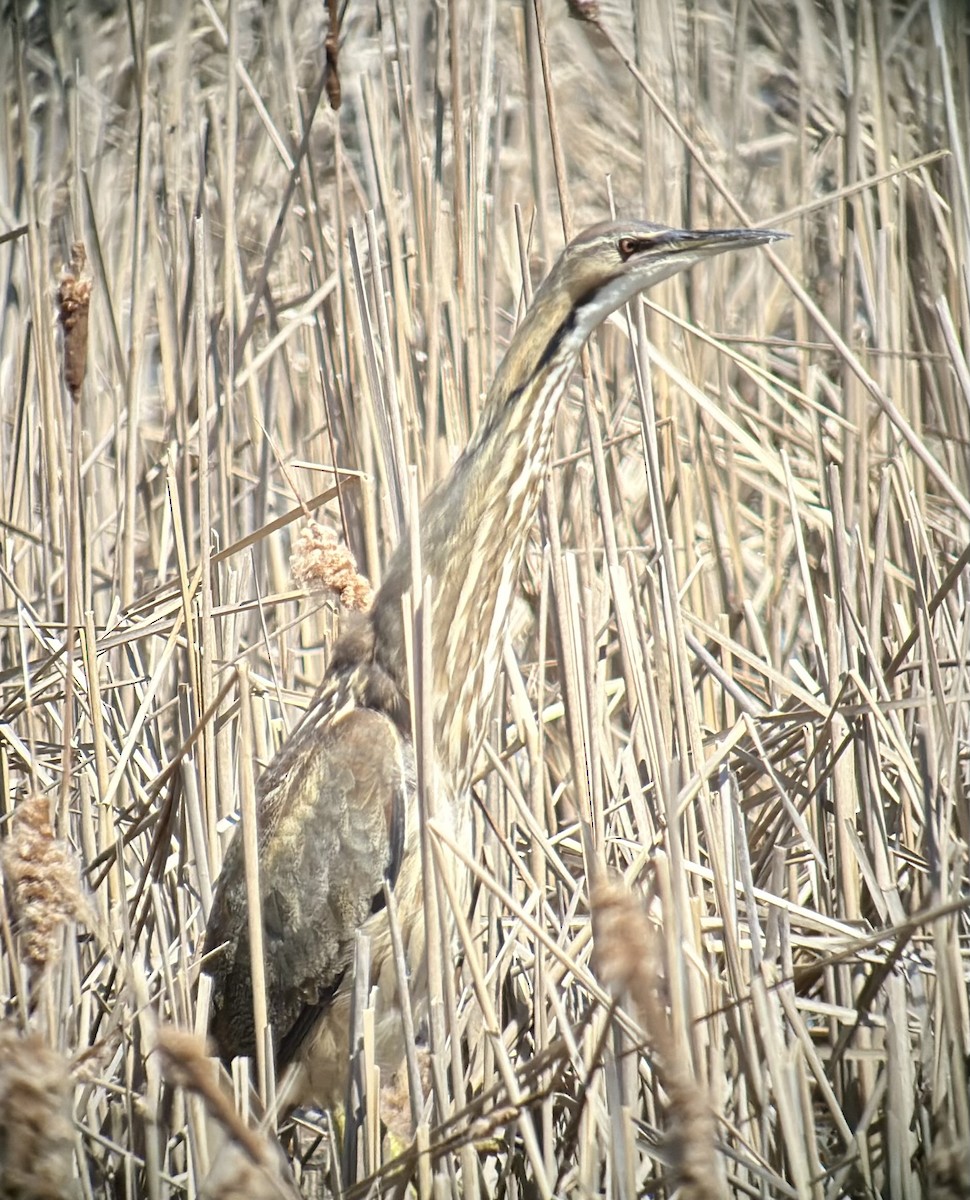 American Bittern - ML617485941