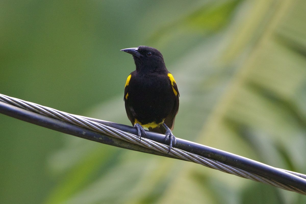 Puerto Rican Oriole - ML617485957