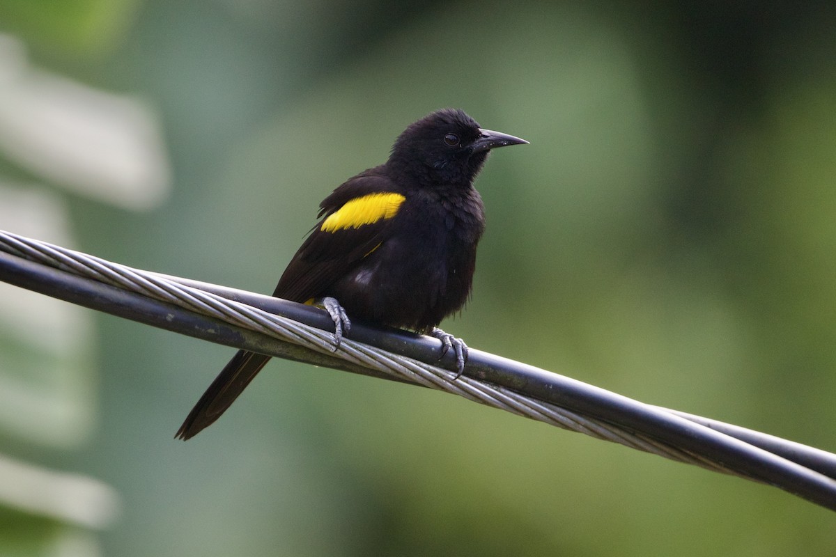 Puerto Rican Oriole - ML617485959