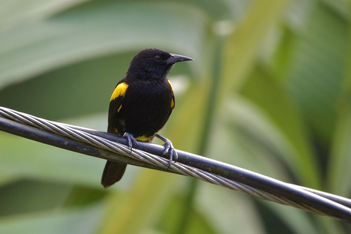 Puerto Rican Oriole - ML617485961