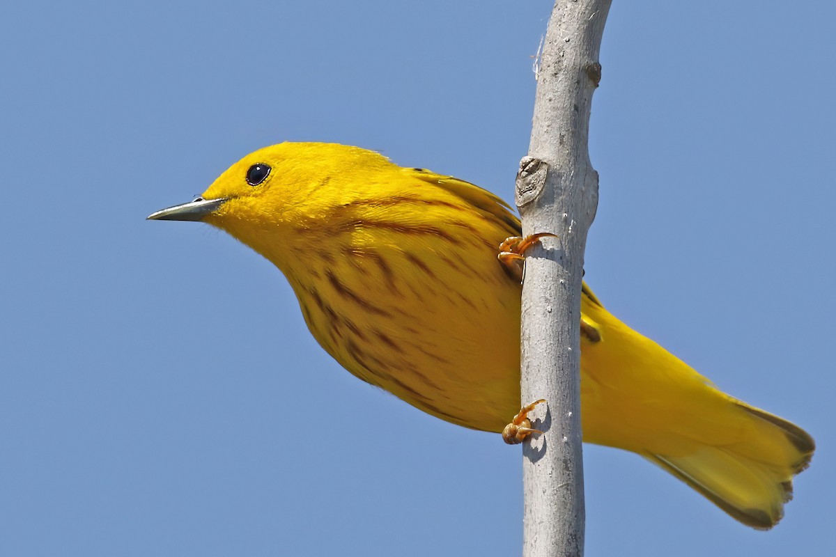 Yellow Warbler - Jared Soergel & Courtney Bills