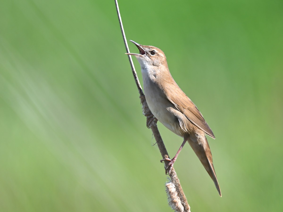 Savi's Warbler - ML617485985