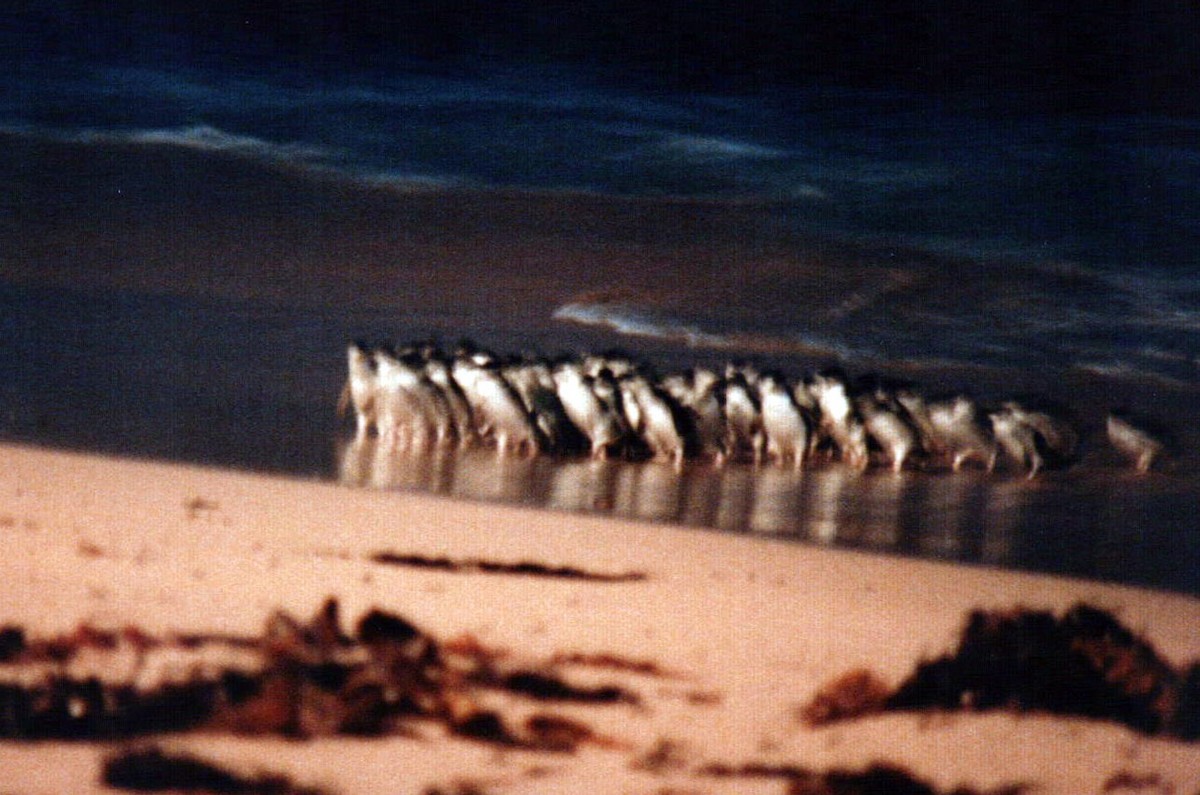 tučňák nejmenší - ML617485996