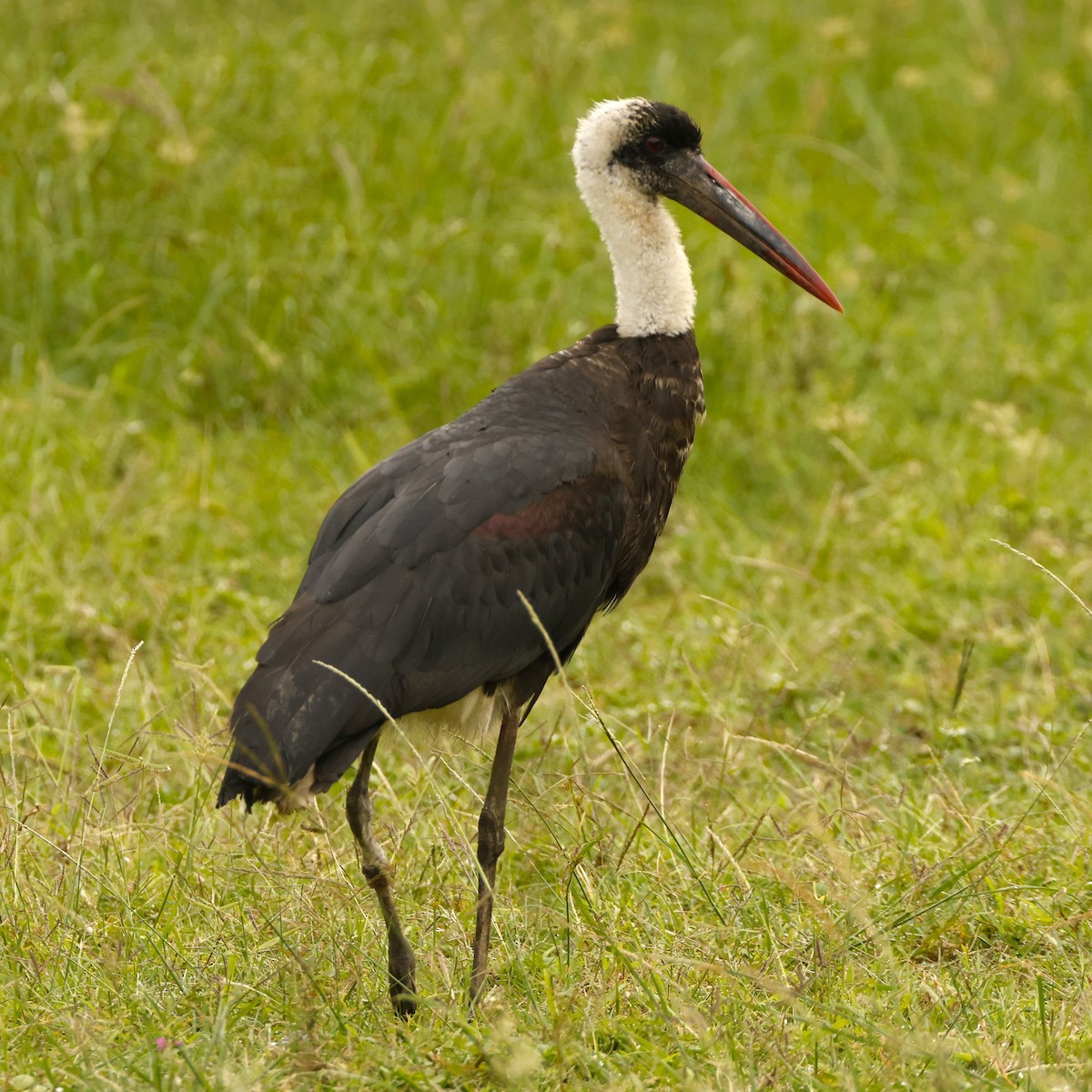 African Woolly-necked Stork - ML617486034
