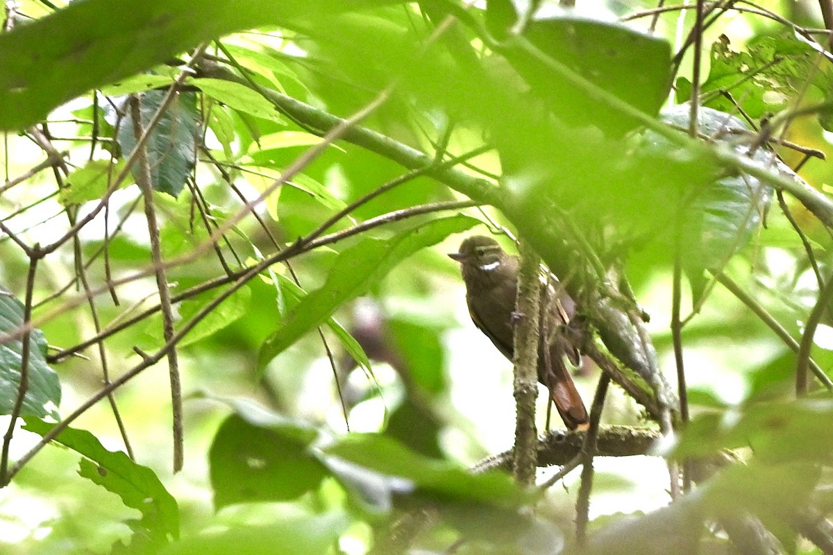 Wedge-billed Woodcreeper - ML617486049