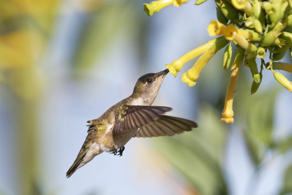 svartstrupekolibri - ML617486121