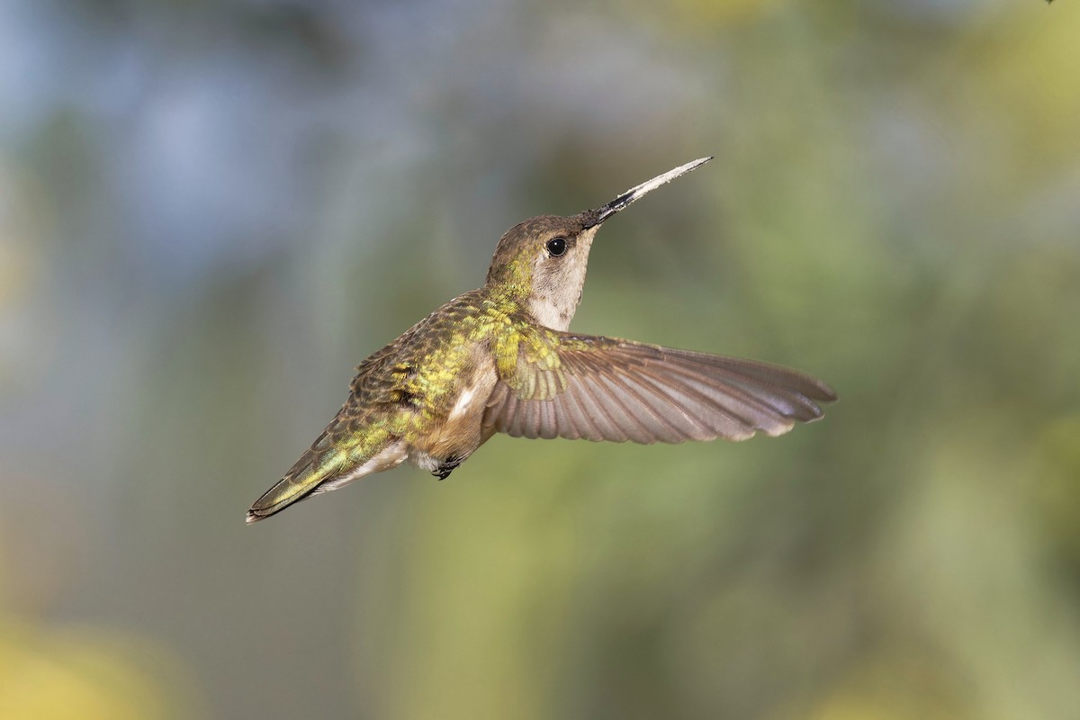 Colibrí Gorjinegro - ML617486123