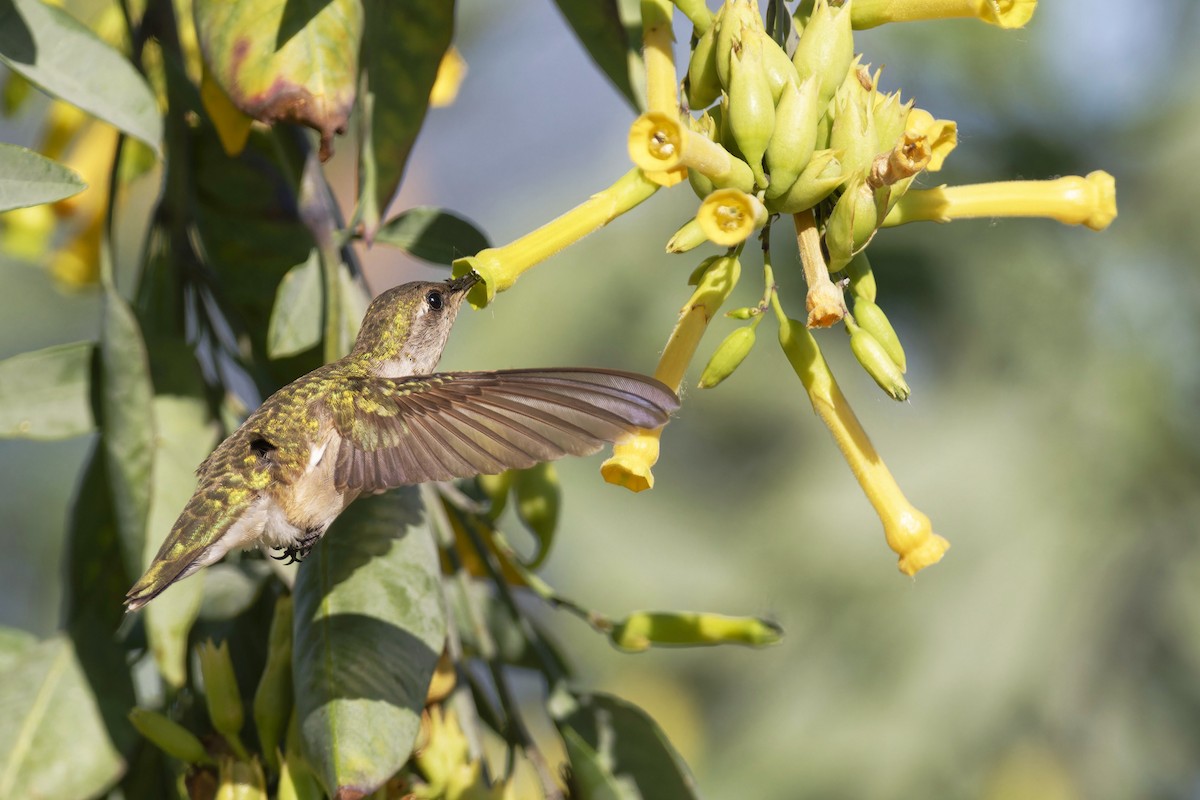 Colibrí Gorjinegro - ML617486125