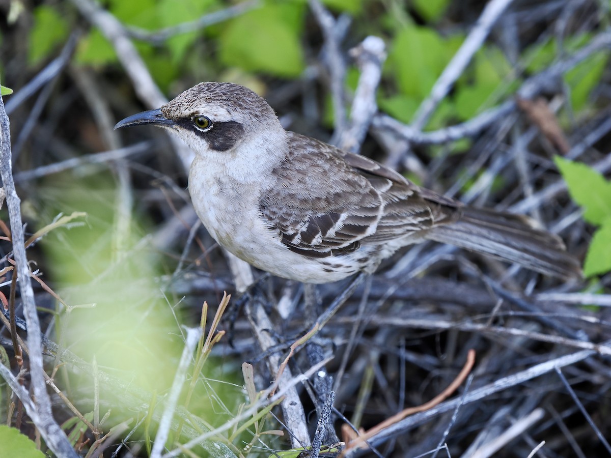 Galapagos Mockingbird - ML617486128