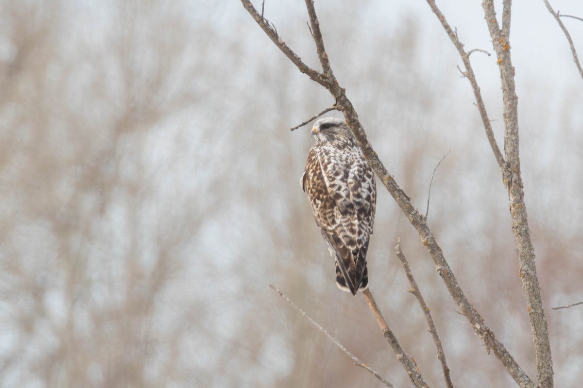 Rough-legged Hawk - Miriam Baril