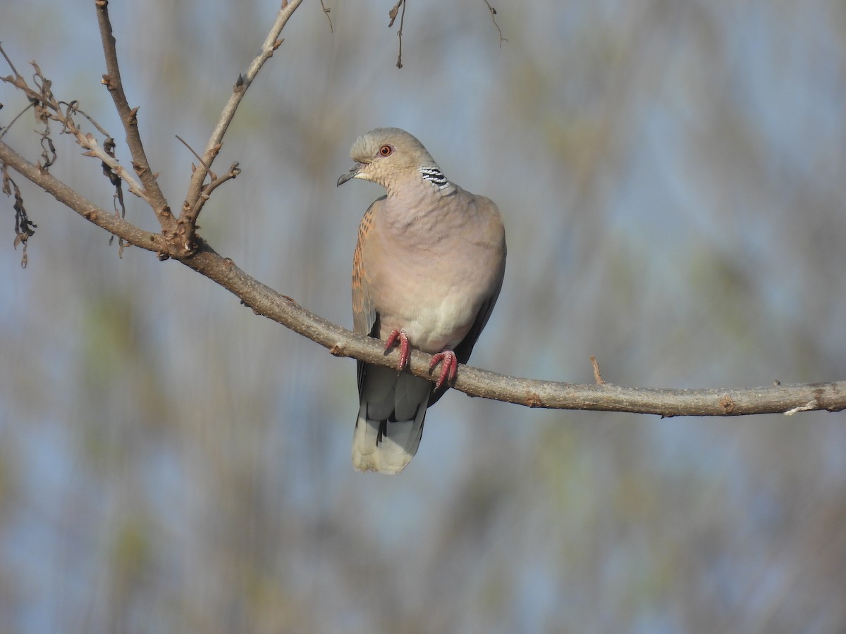 European Turtle-Dove - ML617486198