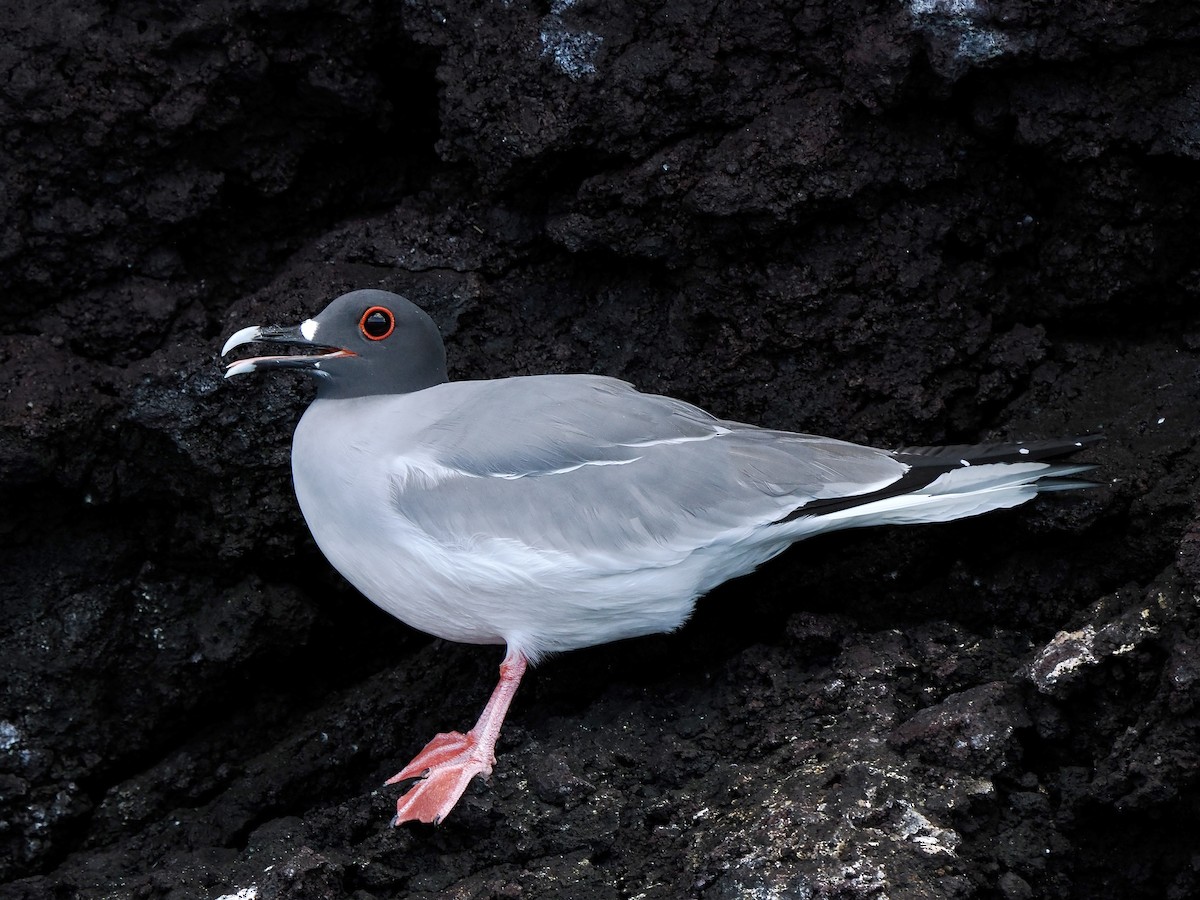 Swallow-tailed Gull - ML617486203