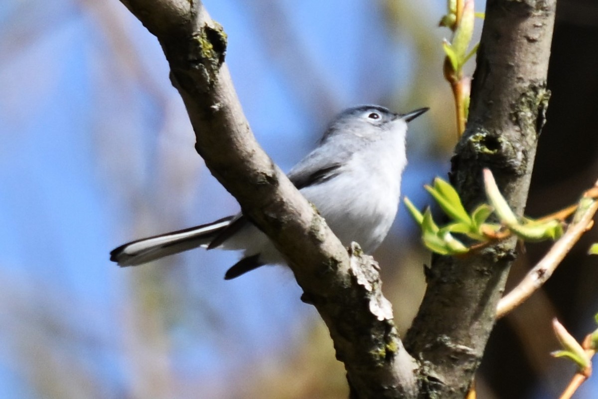 Blue-gray Gnatcatcher - ML617486222