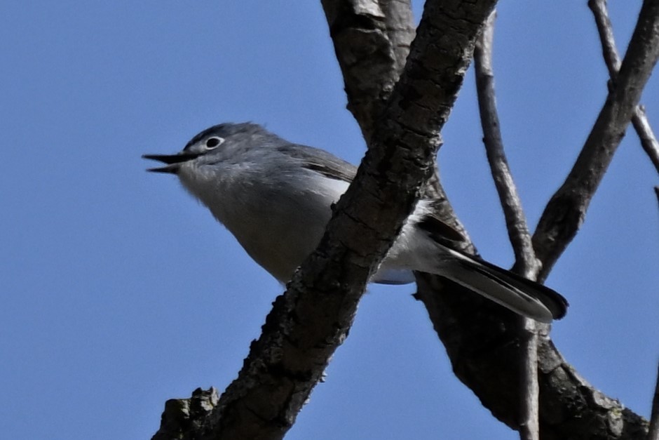 Blue-gray Gnatcatcher - ML617486224