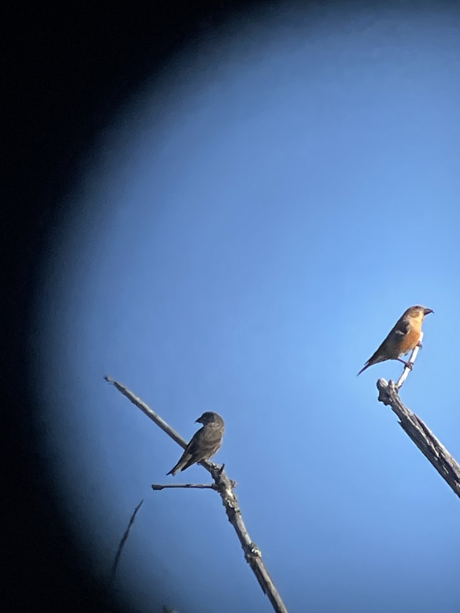 Red Crossbill - Bill Lafley