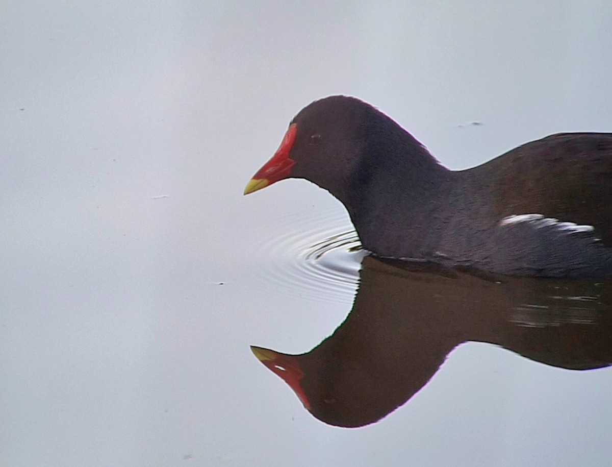 Eurasian Moorhen - Andre Güttler