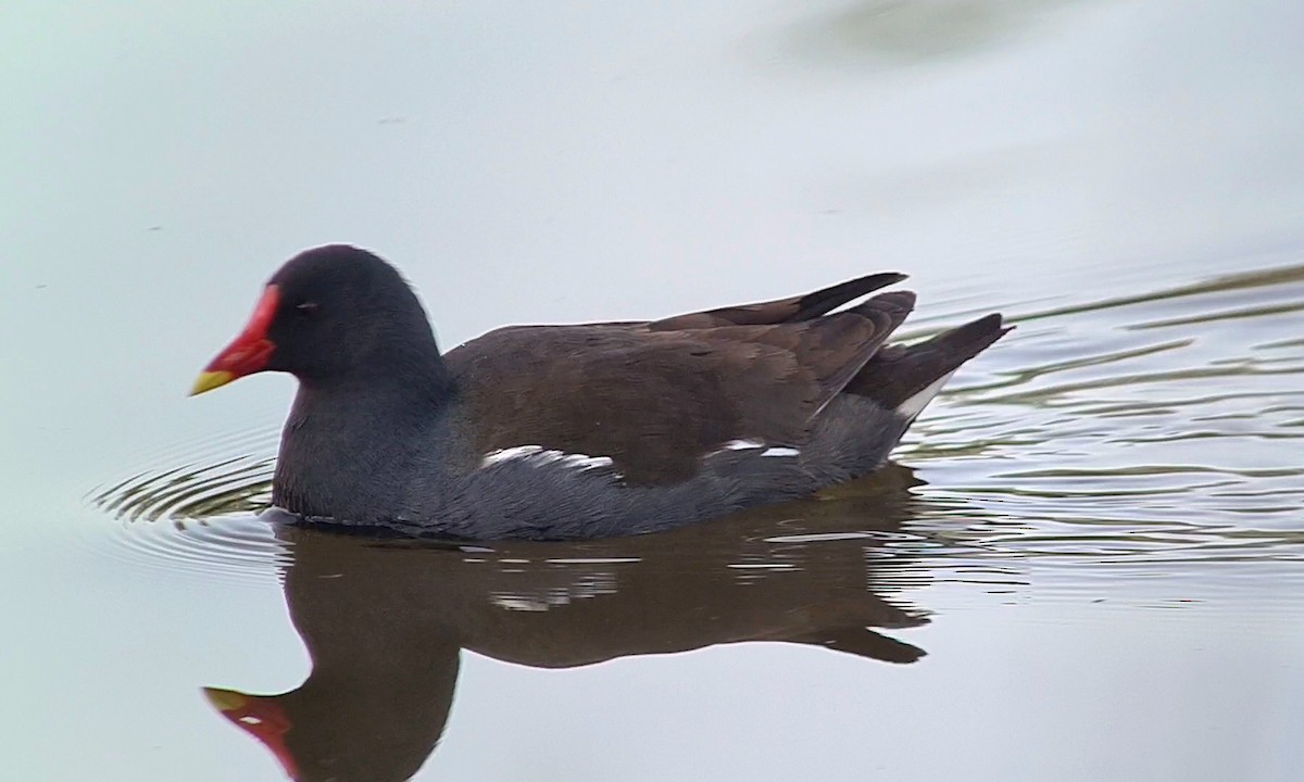 Eurasian Moorhen - Andre Güttler