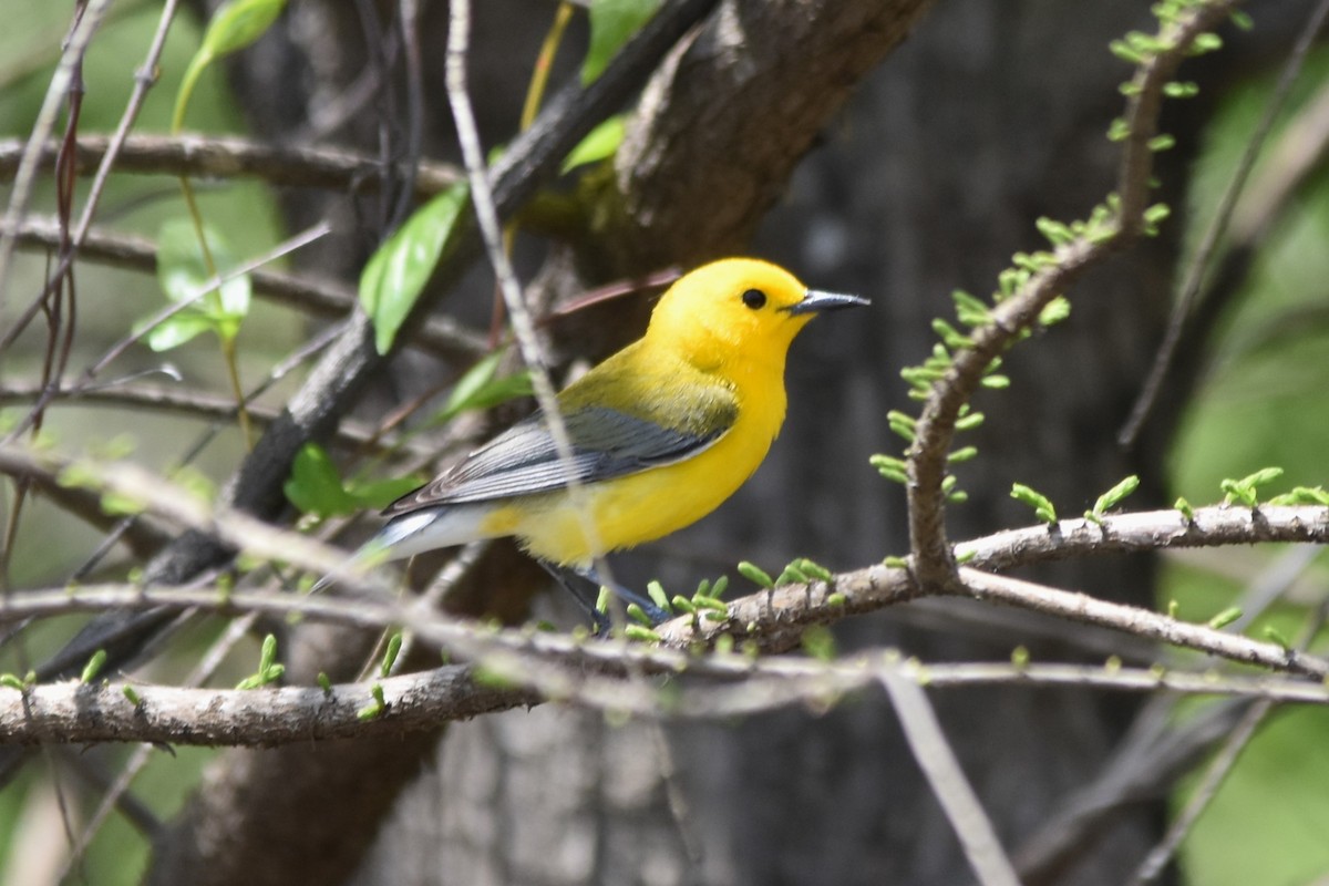 Prothonotary Warbler - ML617486315