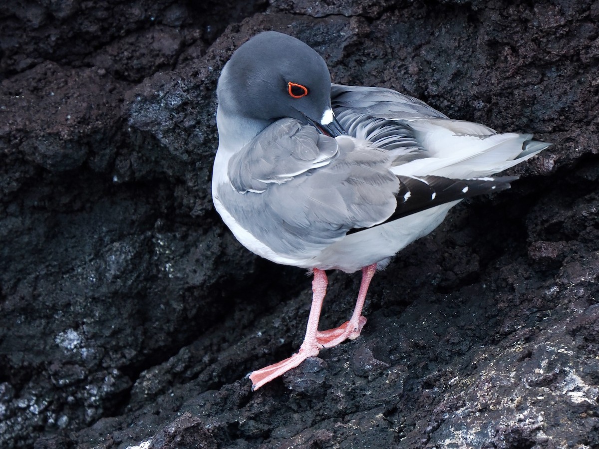 Swallow-tailed Gull - ML617486321