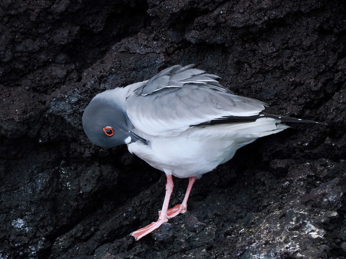 Swallow-tailed Gull - ML617486322