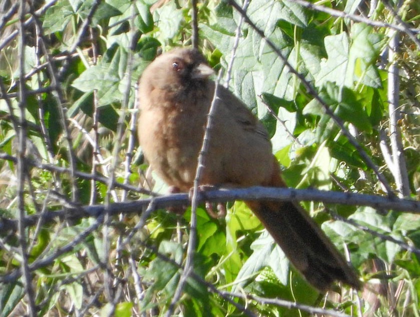 Abert's Towhee - ML617486331