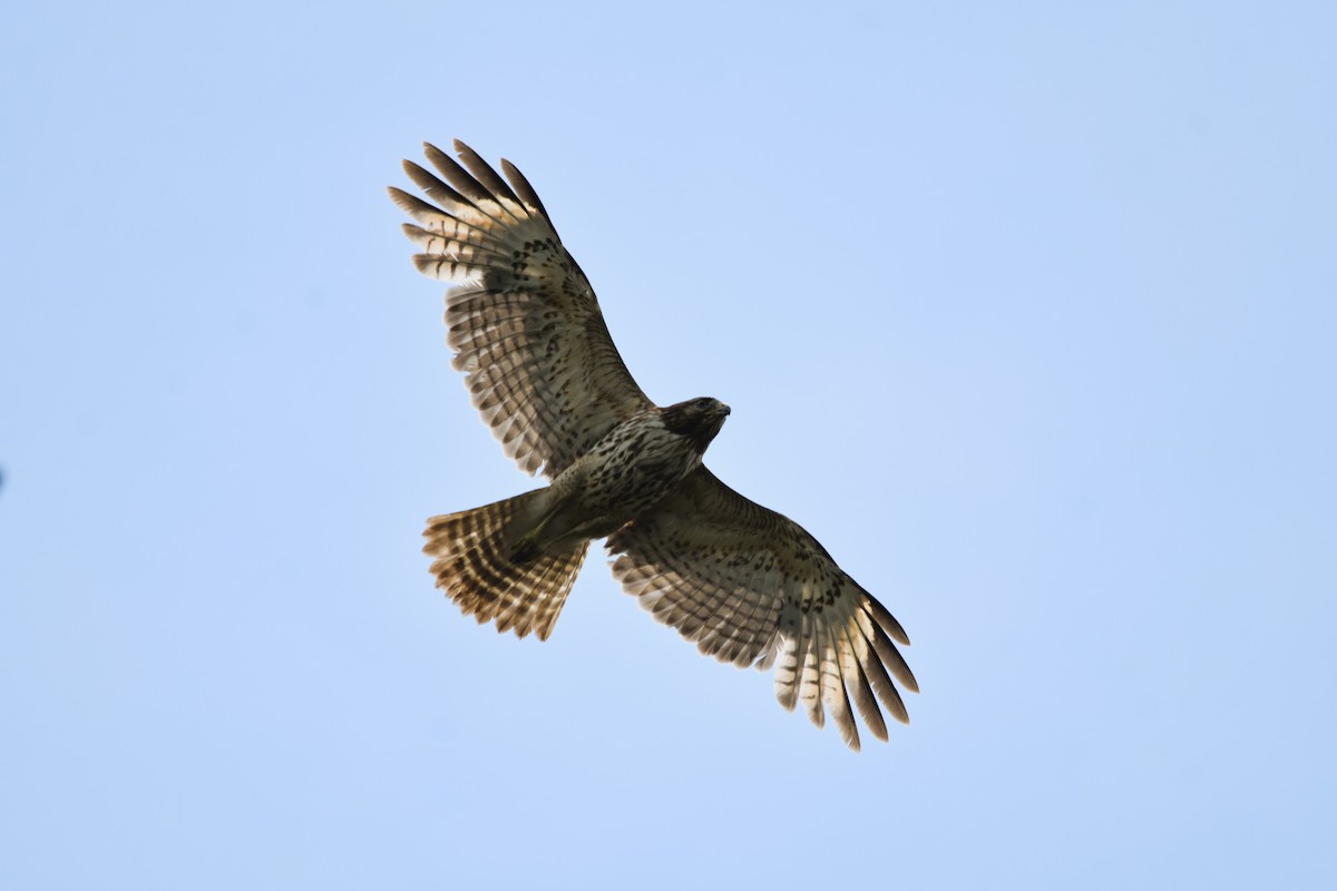 Red-shouldered Hawk - Mark Greene