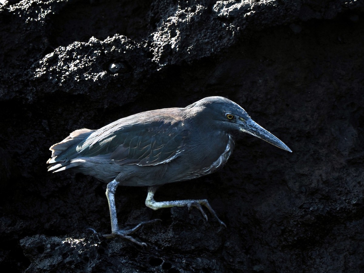 Striated Heron (Galapagos) - ML617486355