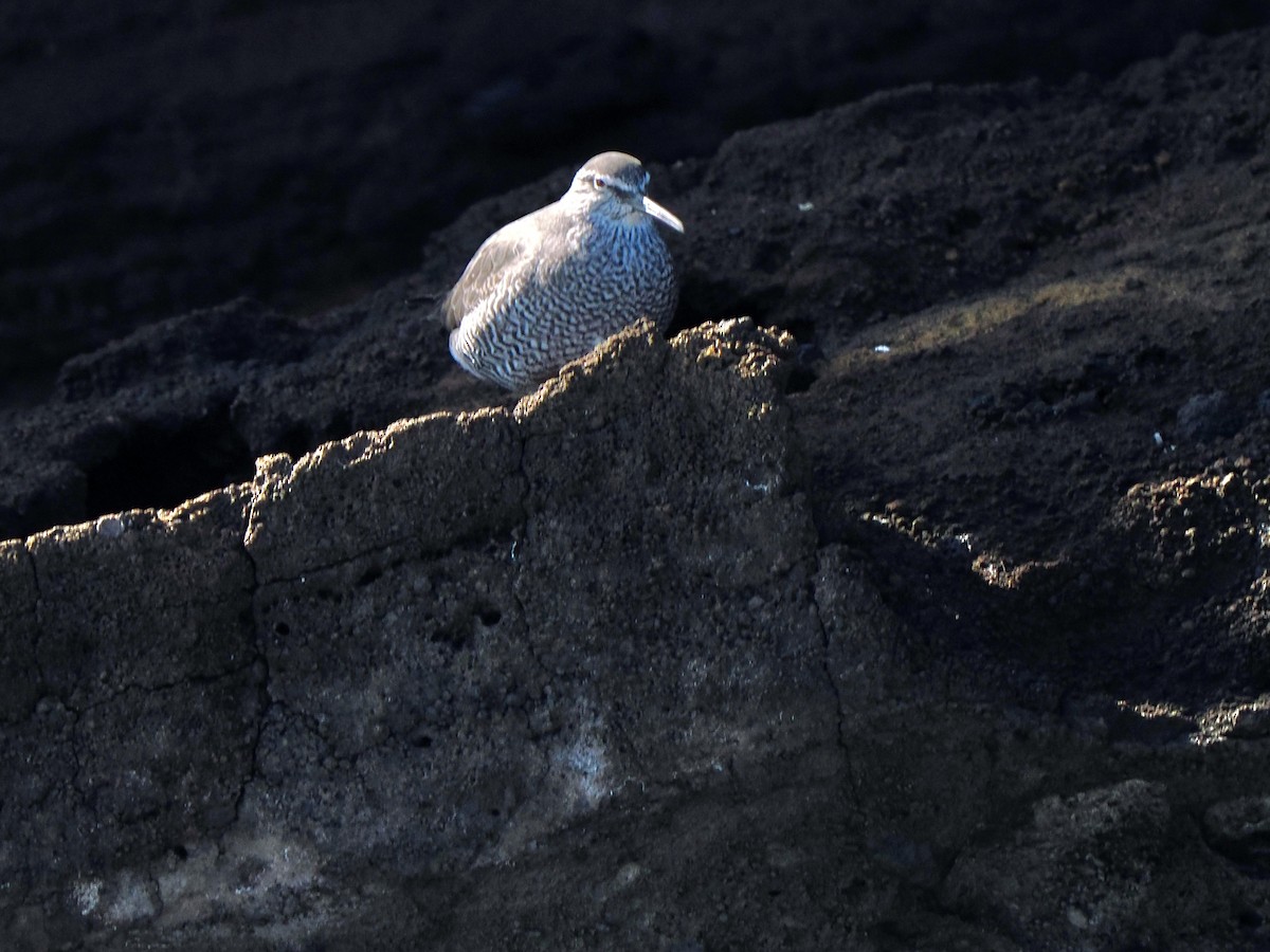 Wandering Tattler - ML617486394