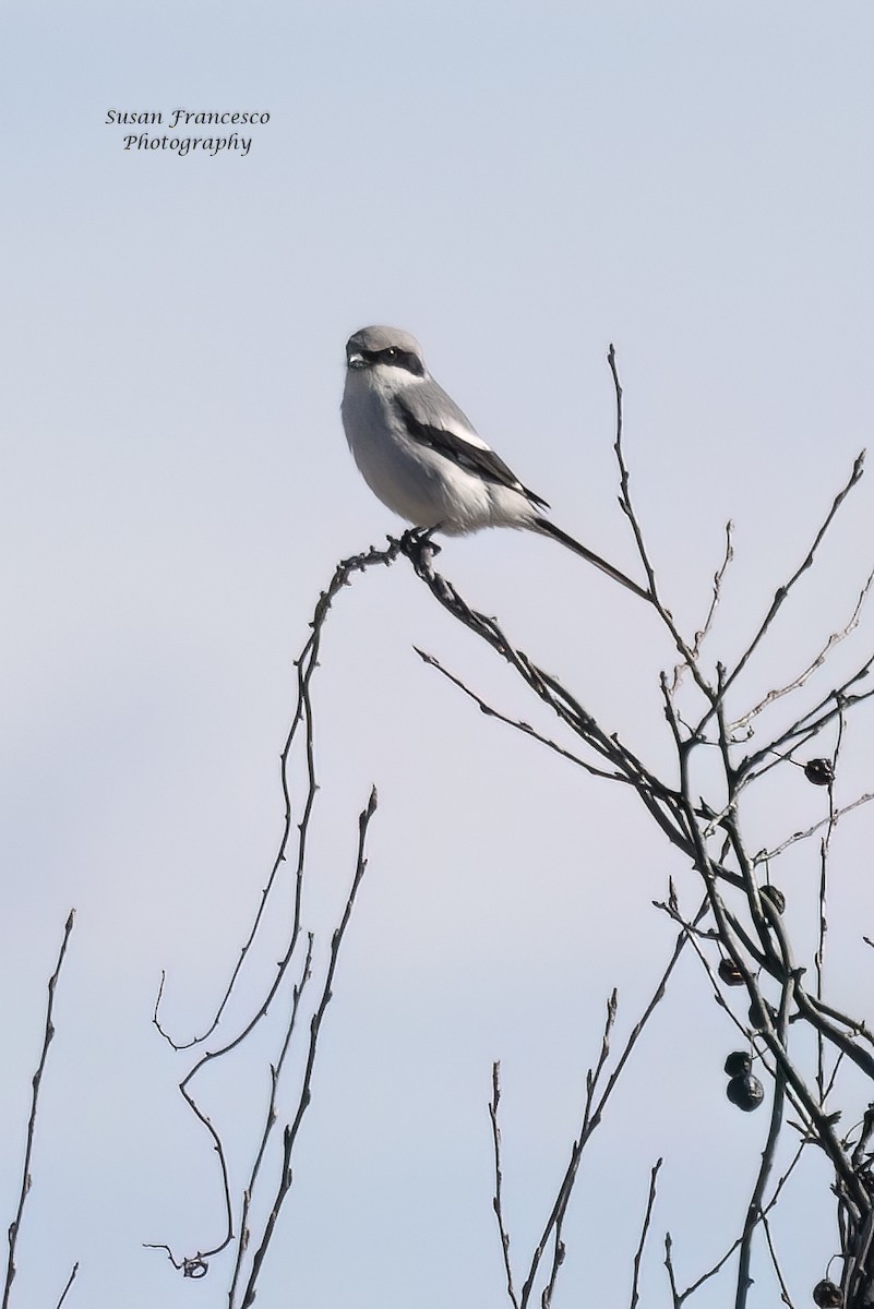 Loggerhead Shrike - ML617486436