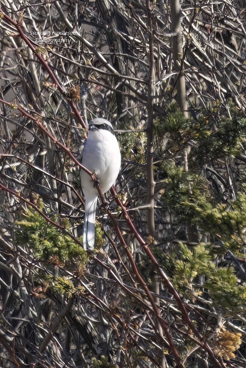 Loggerhead Shrike - ML617486448