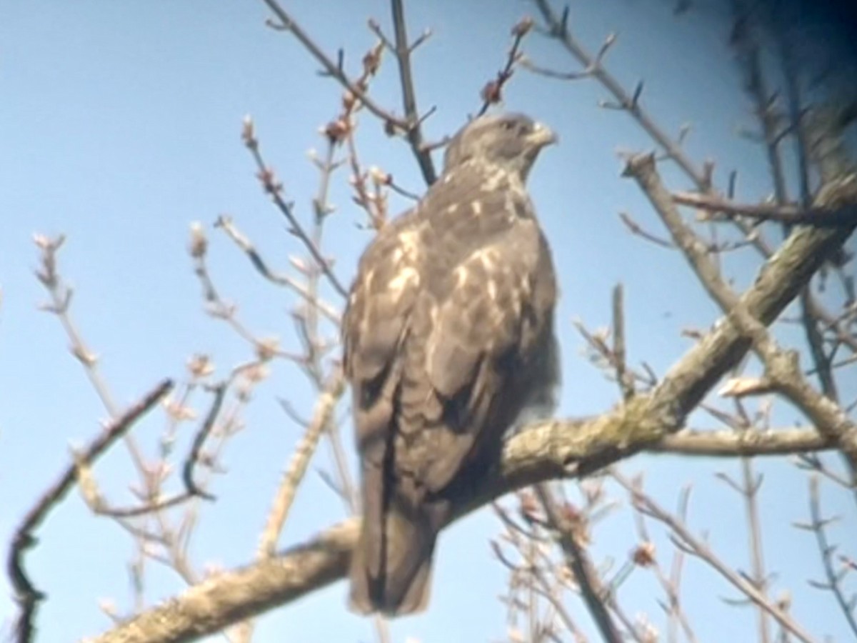 Swainson's Hawk - J Gary Kohlenberg