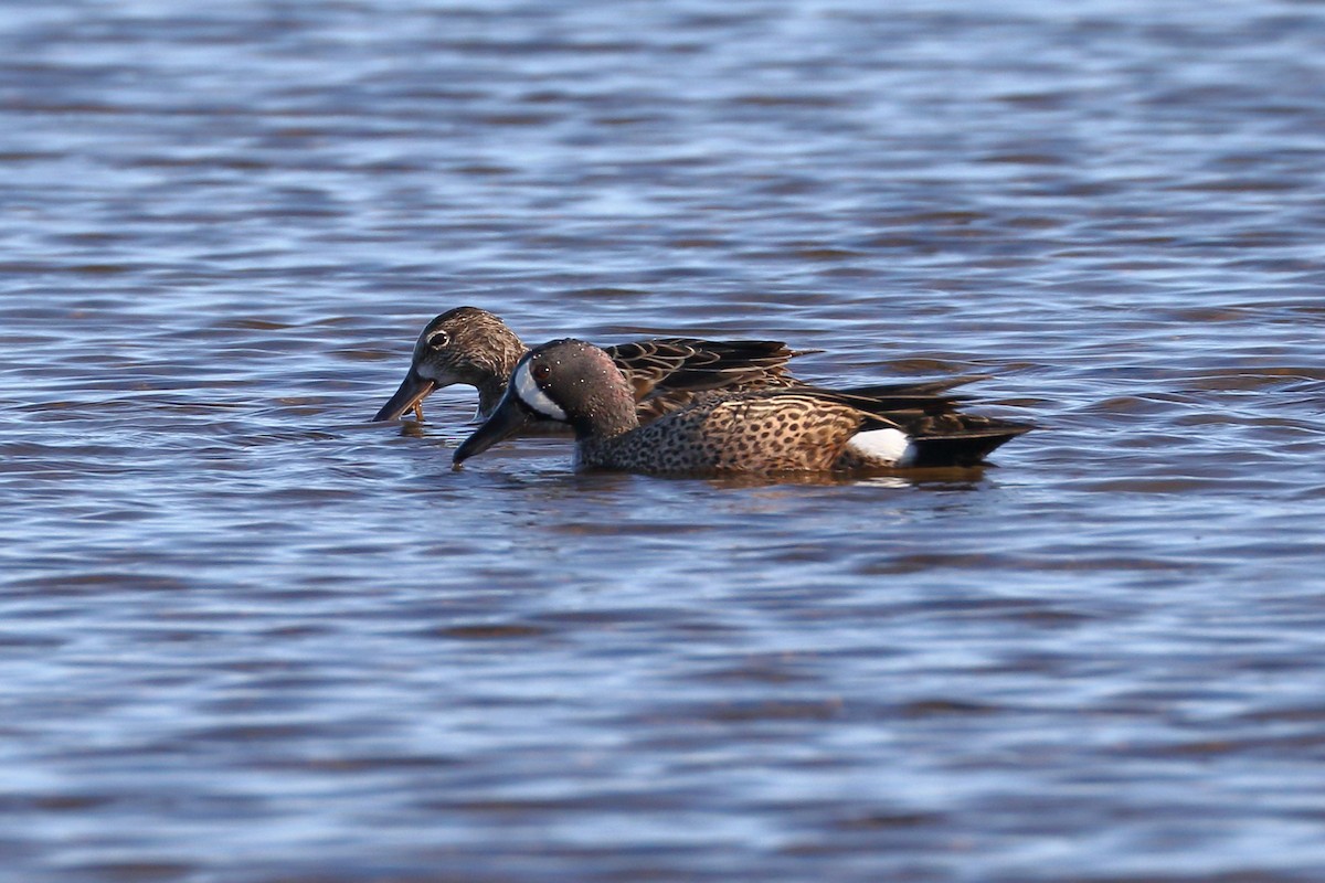 Blue-winged Teal - ML617486508