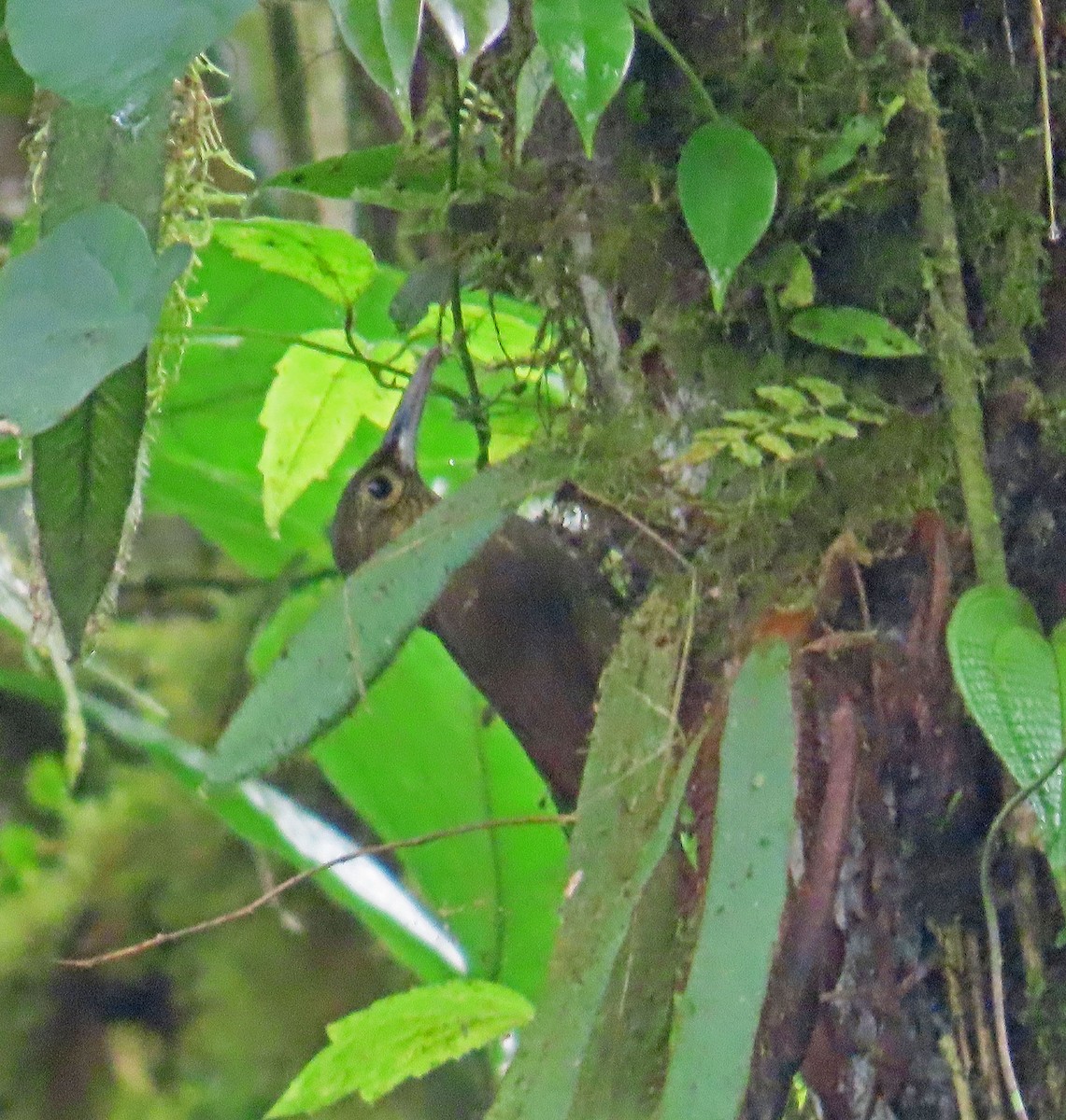 Spotted Woodcreeper - Tom Edell