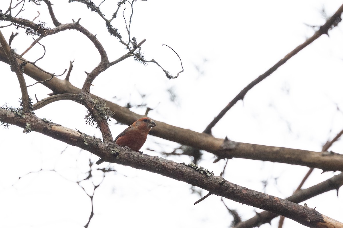 Parrot Crossbill - Alexander Hagge