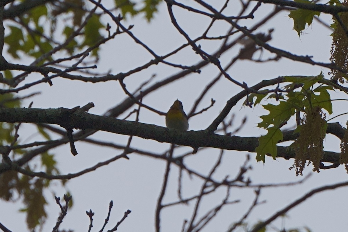 Northern Parula - ML617486603